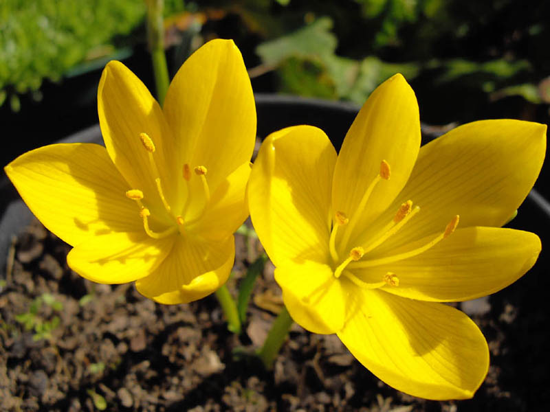 Sternbergia lutea